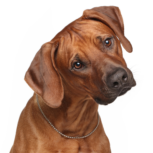 La Tavola Set – 3 Gänge socks